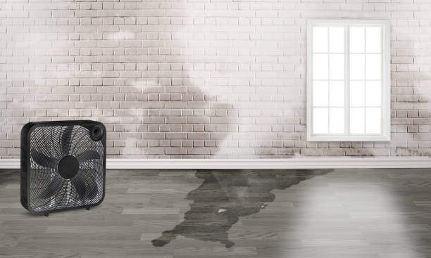 Best 24/7 water damage repair  in Pine Bluffs, WY