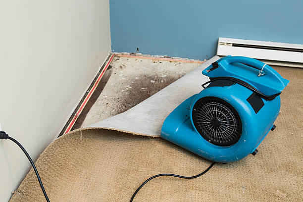 Best Carpet water damage restoration  in Pine Bluffs, WY